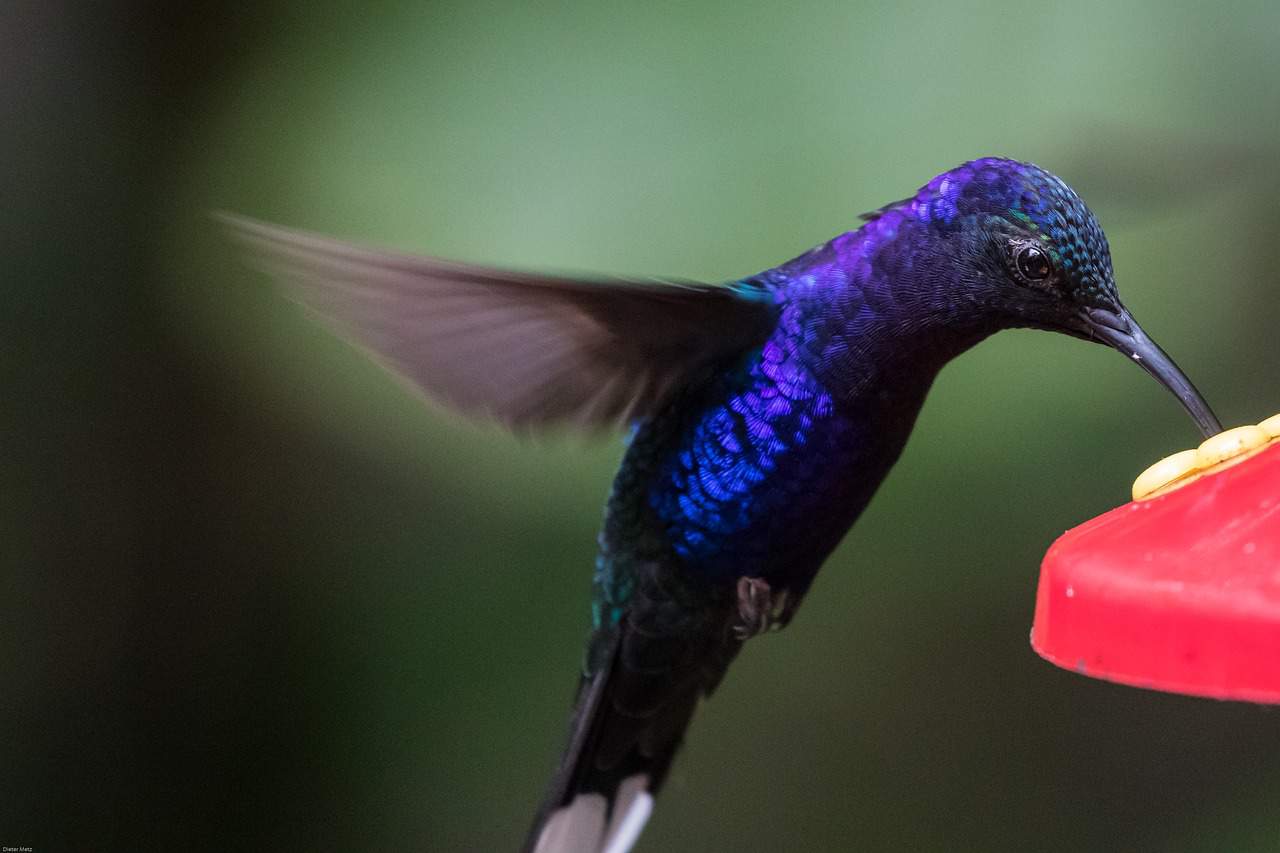hummingbird facts