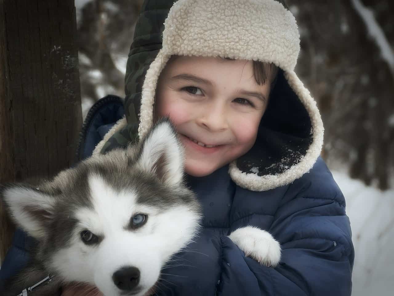 Siberian husky with store kids