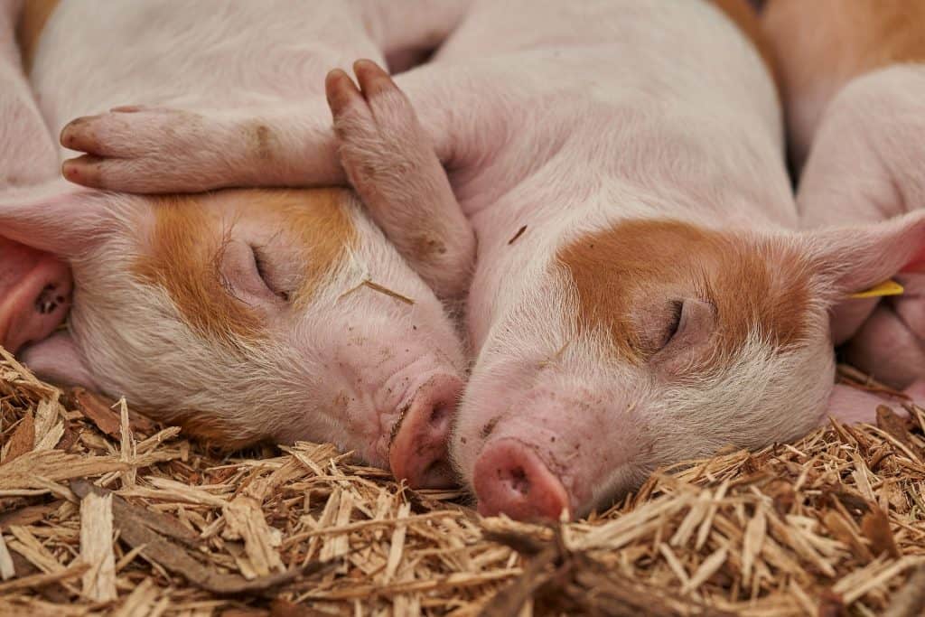 pigs, south korea facts