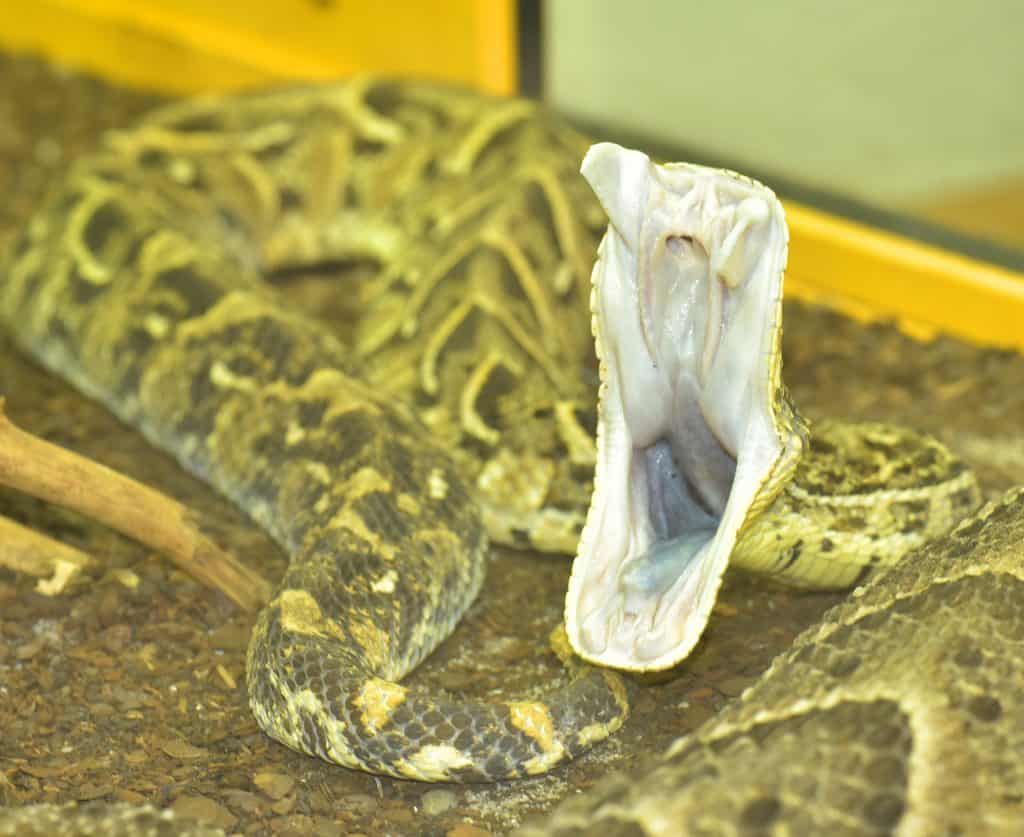 snake facts tooth