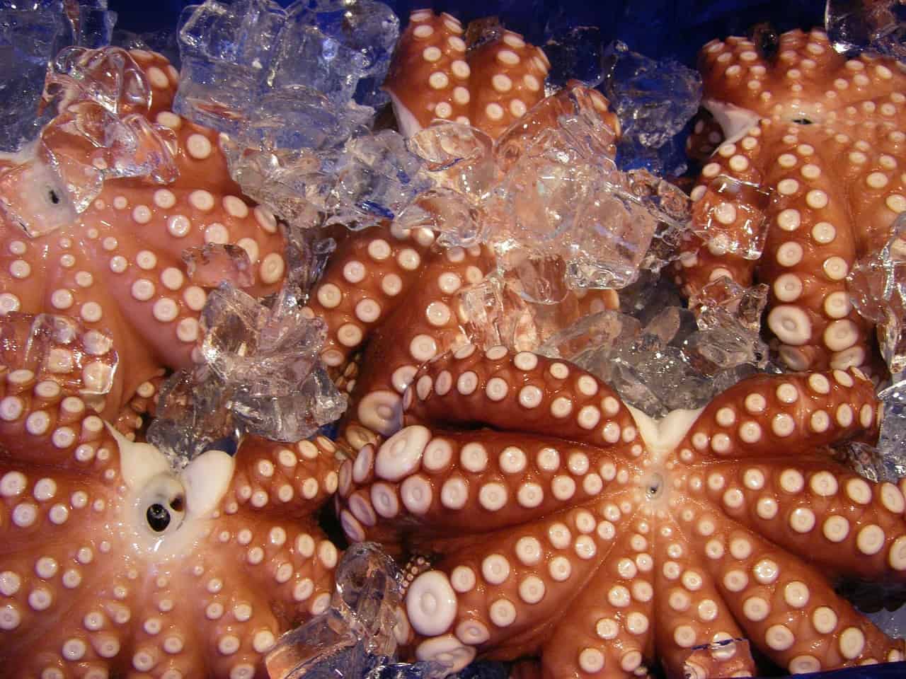 raw octopus meal in south korea