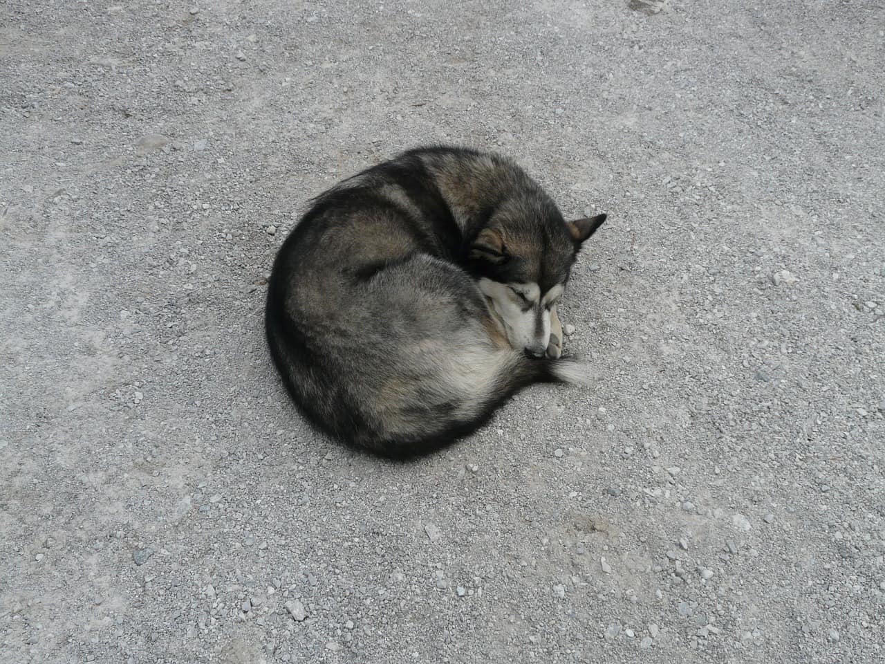 siberian swirl, husky, siberian husky facts, sleeping dog