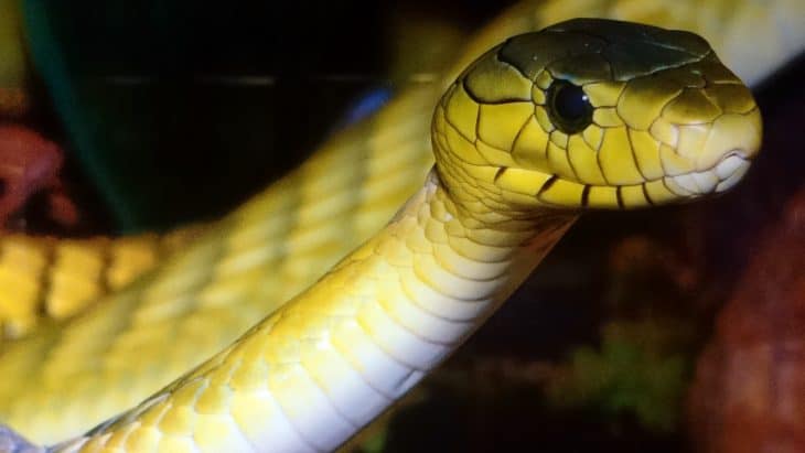 100 Snake Facts That Will Swallow You Whole - Facts.net 100 Snake Facts That Will Swallow You Whole - Facts.net