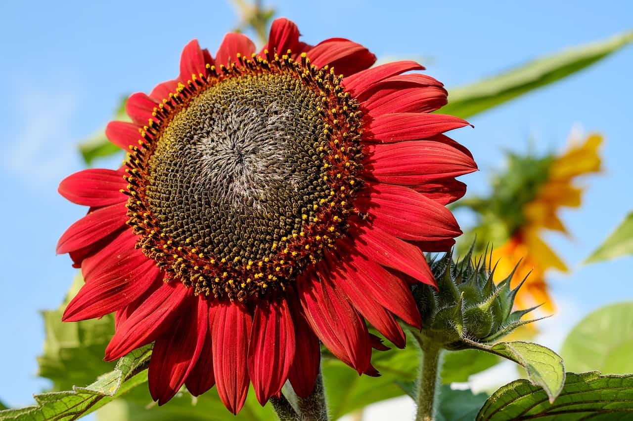red sunflower