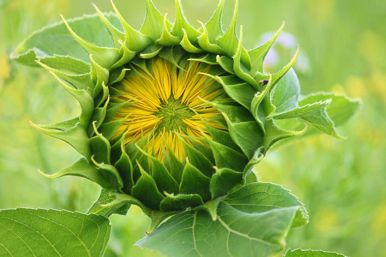 sunflower facts