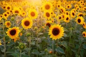 70 Interesting Sunflower Facts To Brighten Up Your Day 