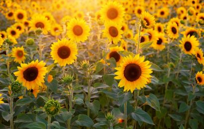 70 Interesting Sunflower Facts To Brighten Up Your Day 