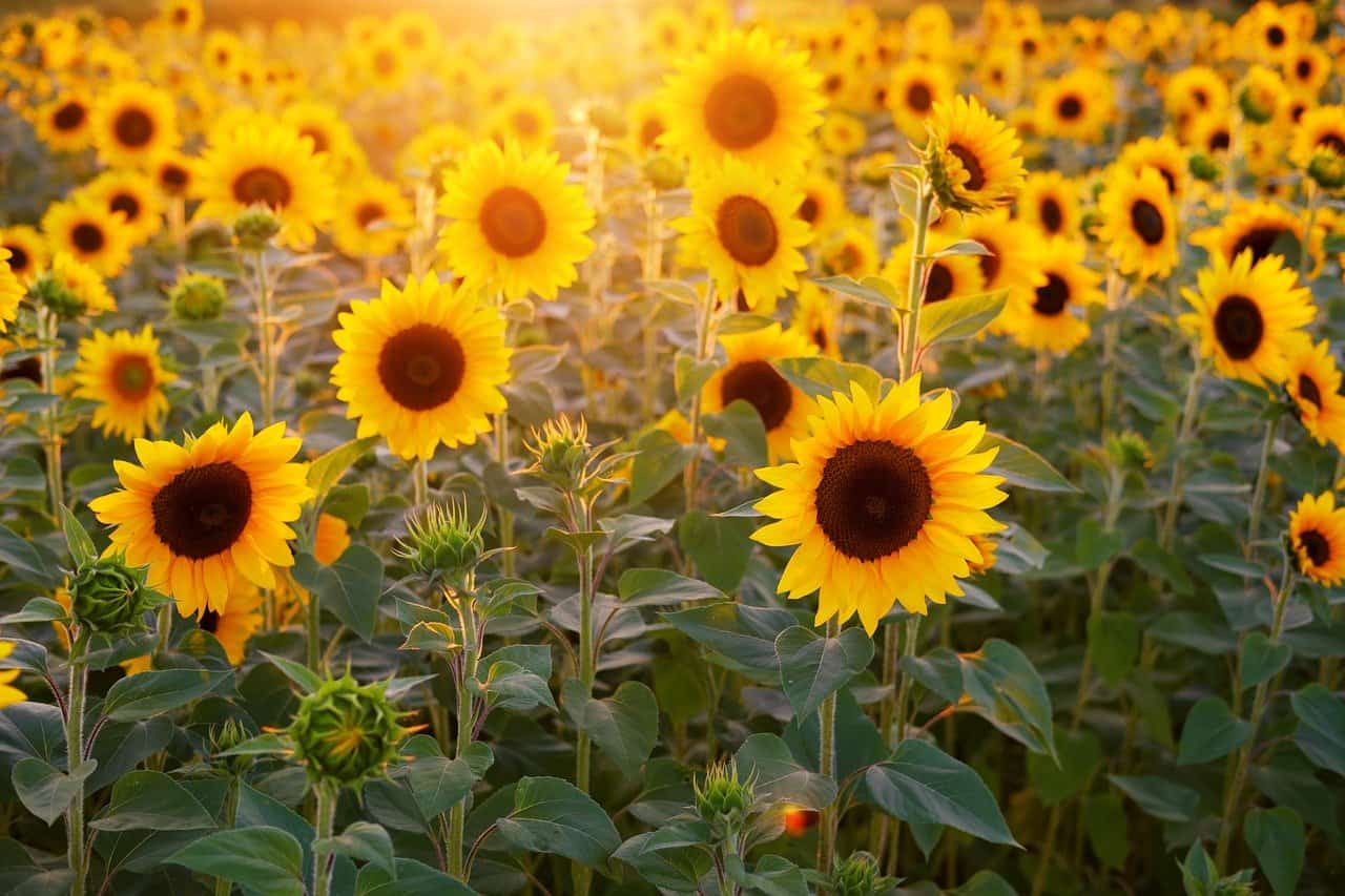 70 Interesting Sunflower Facts To Brighten Up Your Day Facts