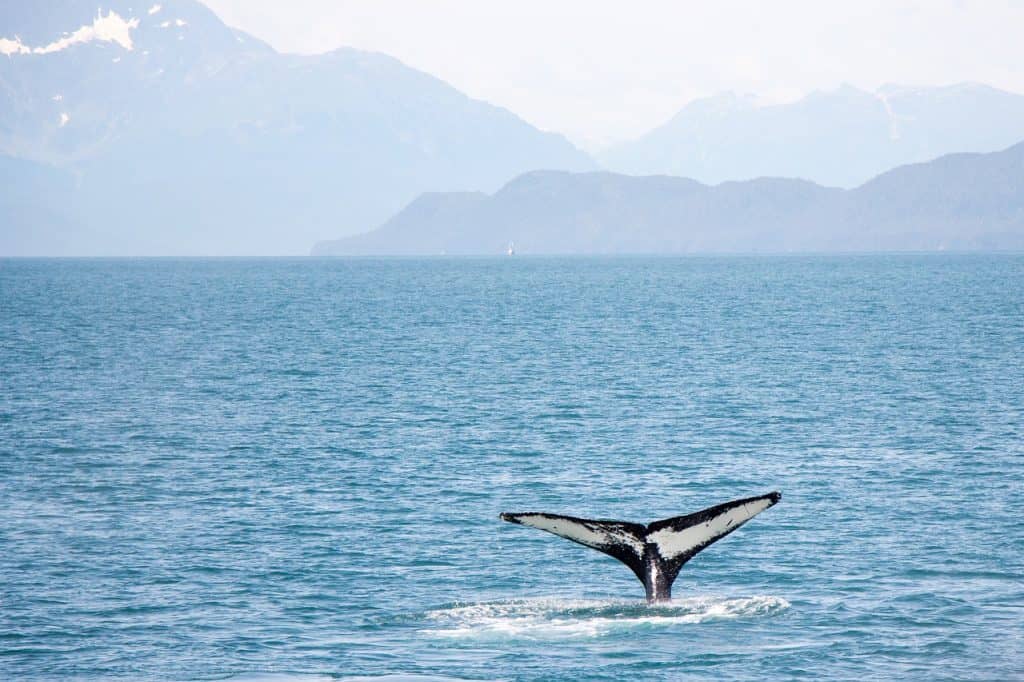 50-incredible-blue-whale-facts-for-you-to-find-out