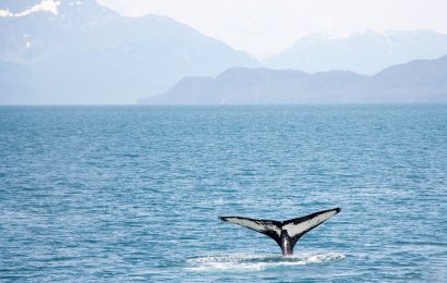 50 Incredible Blue Whale Facts For You To Find Out