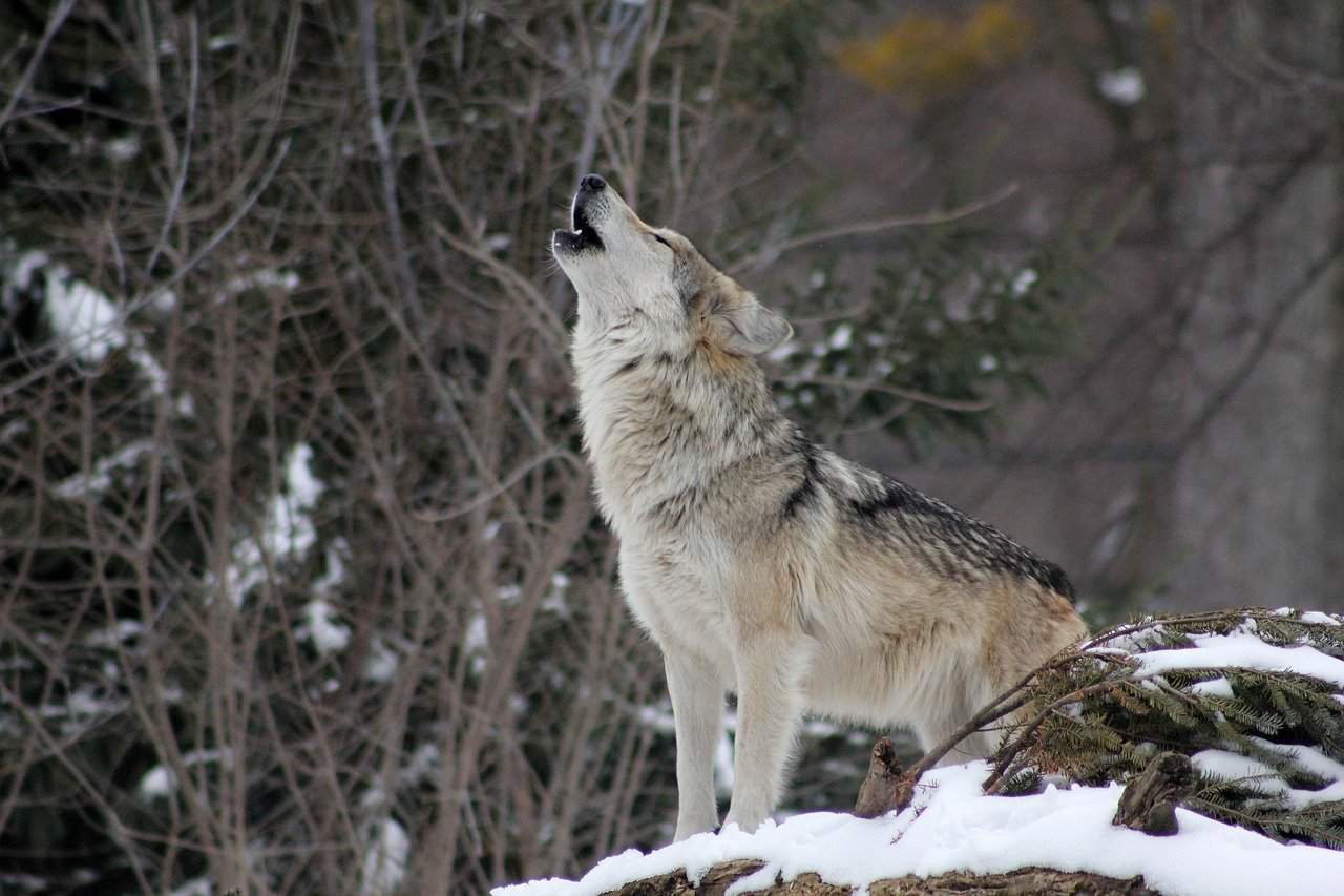 howl, wolf, wolf facts