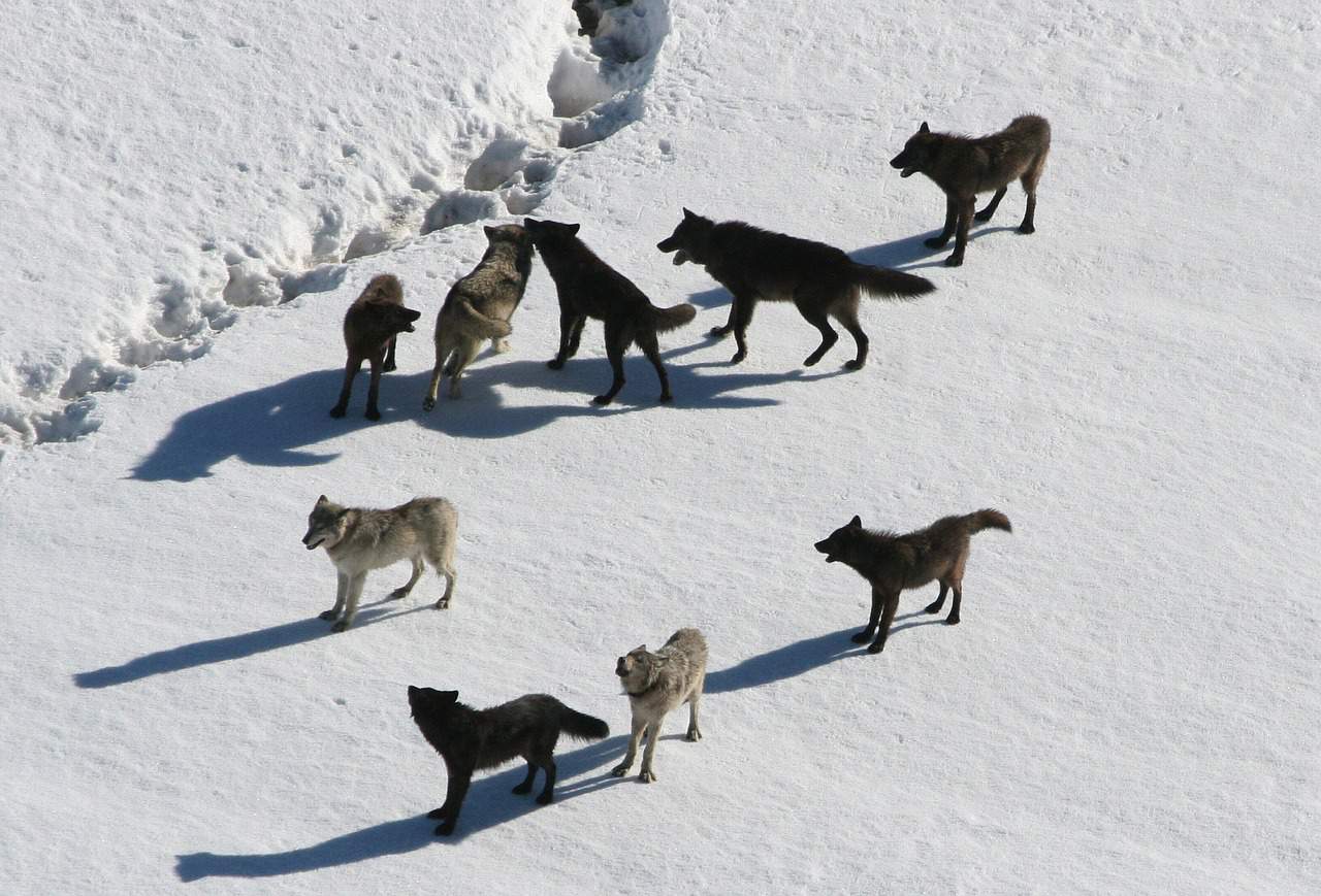 wolf pack, wolf facts