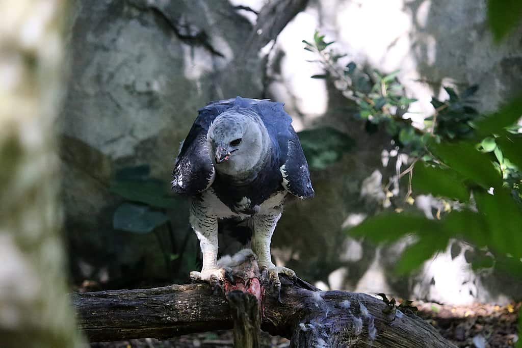 HARPY EAGLE LIFE EXPECTANCY