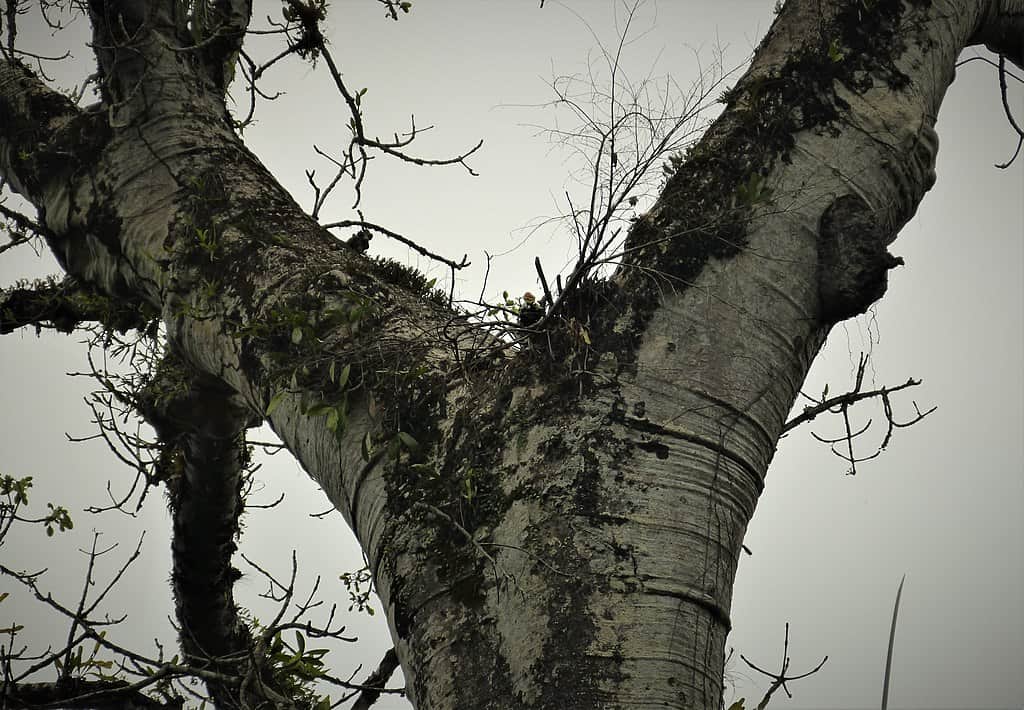 50 Harpy Eagle Facts About The World's Strongest Bird