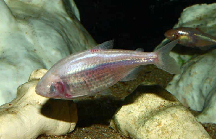 cavefish facts