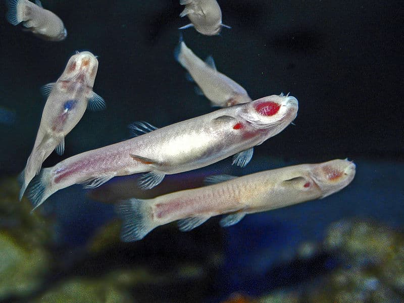troglomorphism, cavefish facts