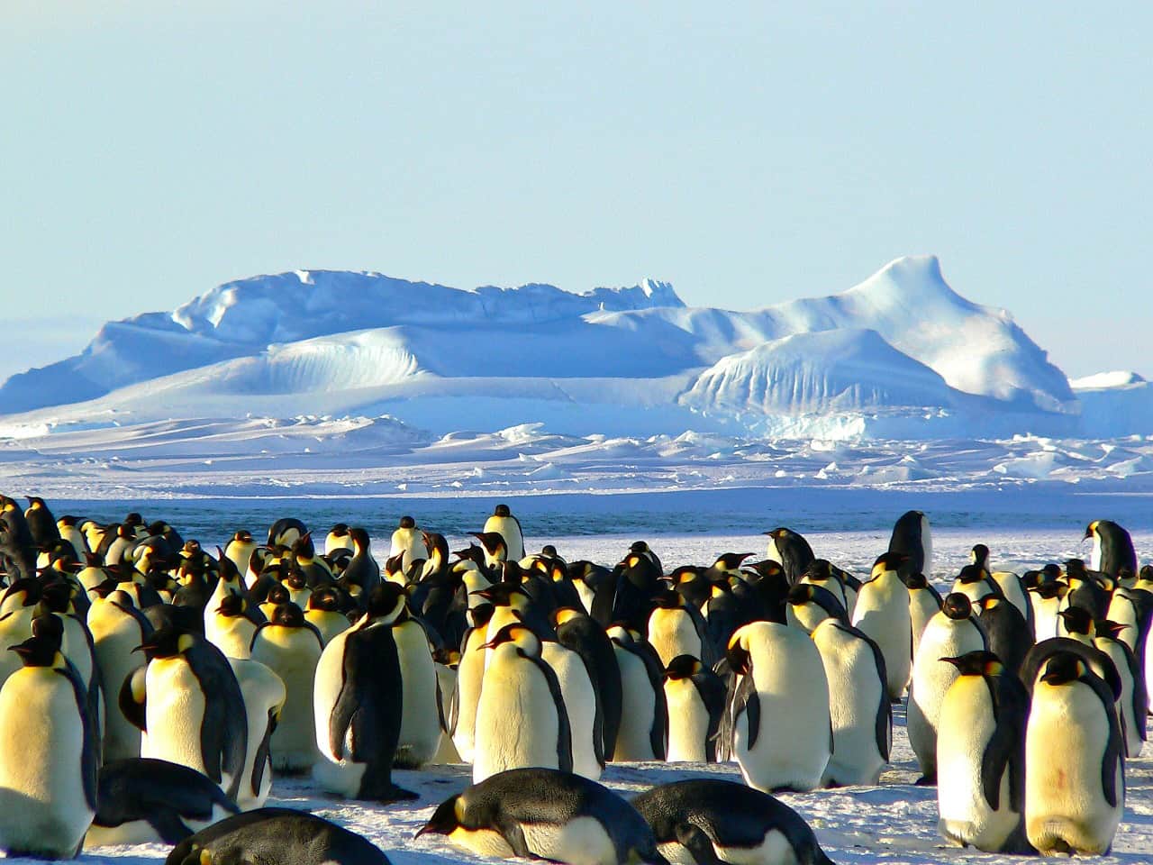 emperor penguins, antarctica