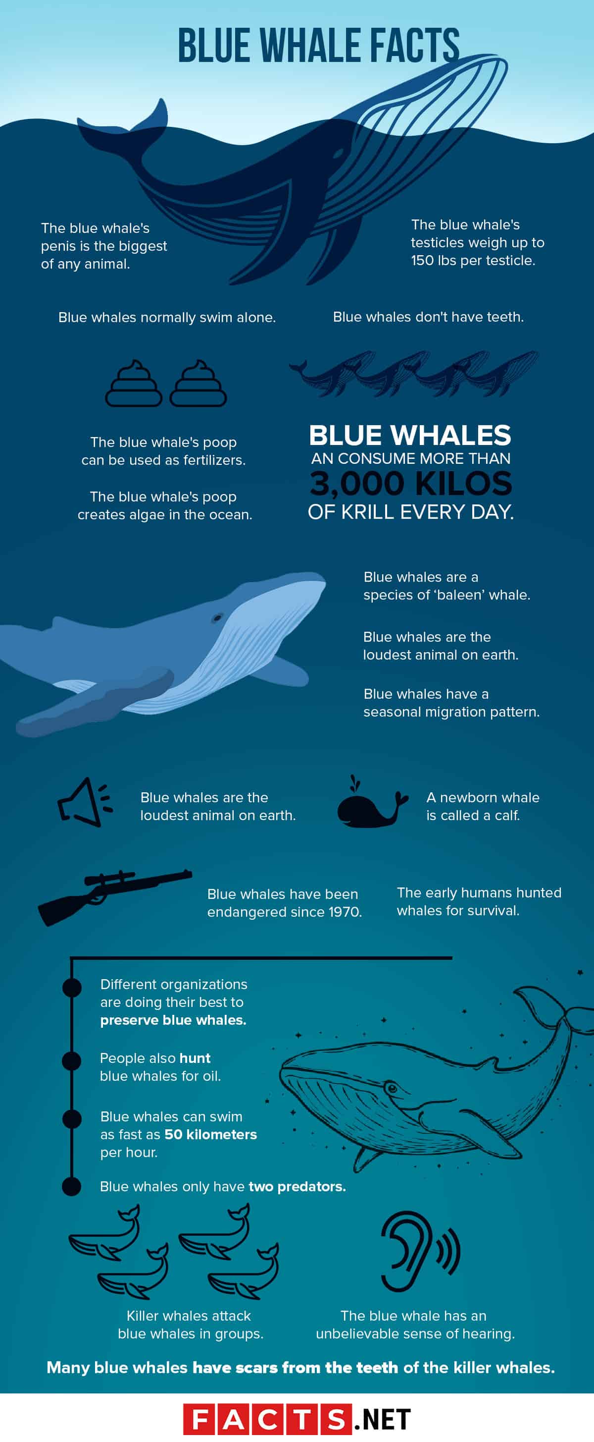 50 Incredible Blue Whale Facts For You To Find Out