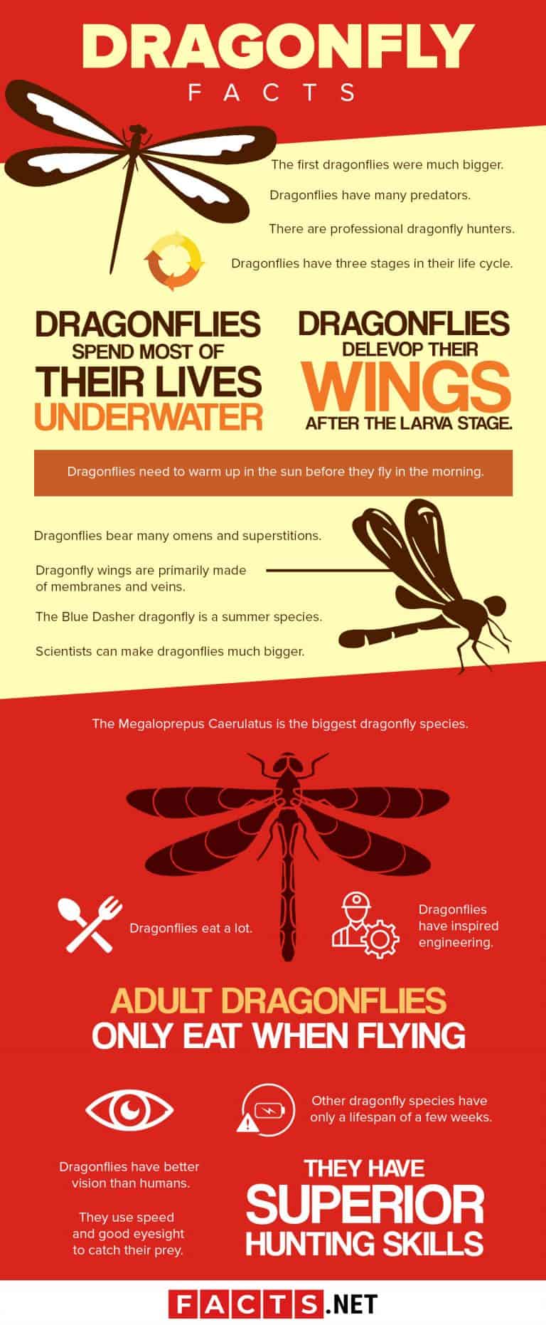 40 Fascinating Dragonfly Facts You Probably Never Expected
