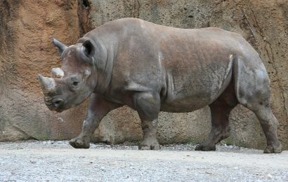 30 Rhino Facts That You Should Know About Today