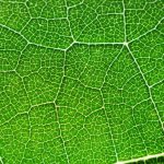 photosynthesis facts