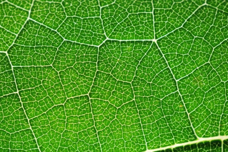 photosynthesis facts