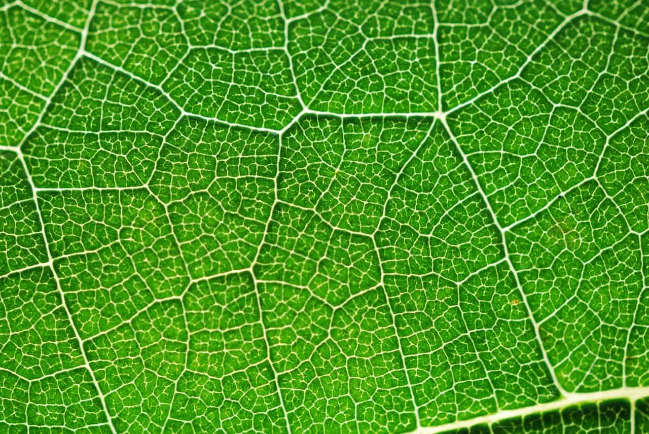 30 Photosynthesis Facts For A Breath Of Fresh Air