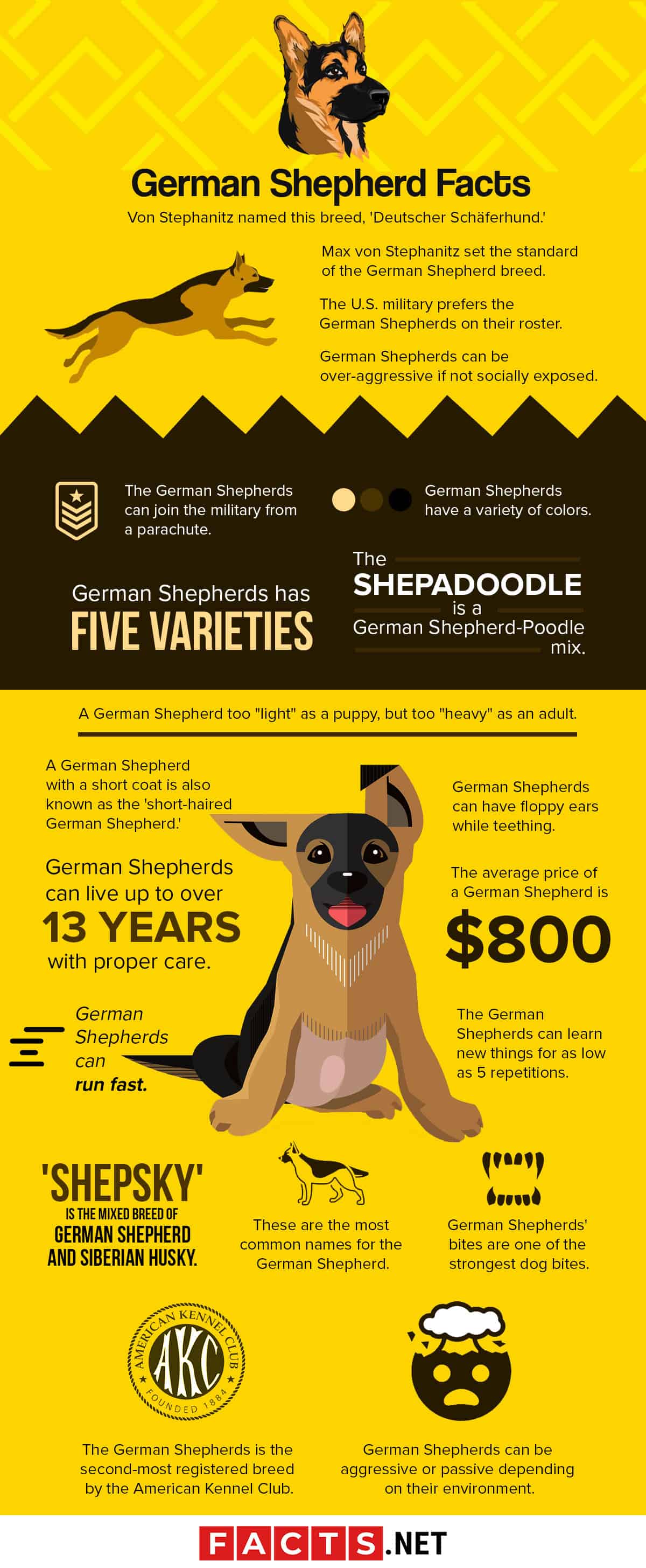 40 German Shepherd Facts You Never Knew About