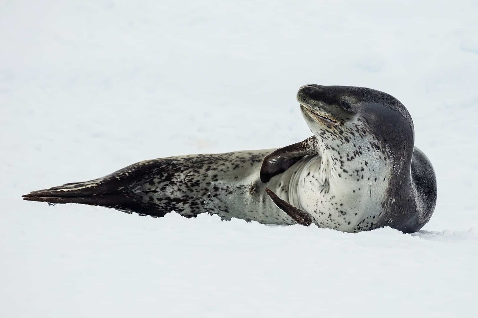 leopard seal, antarctica facts