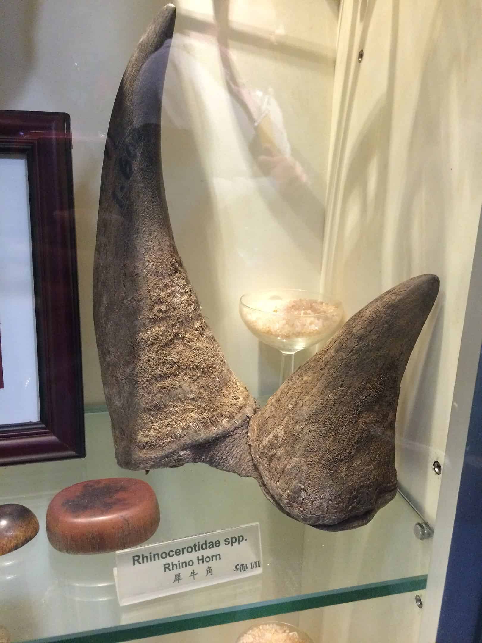 rhino horn, rhino facts