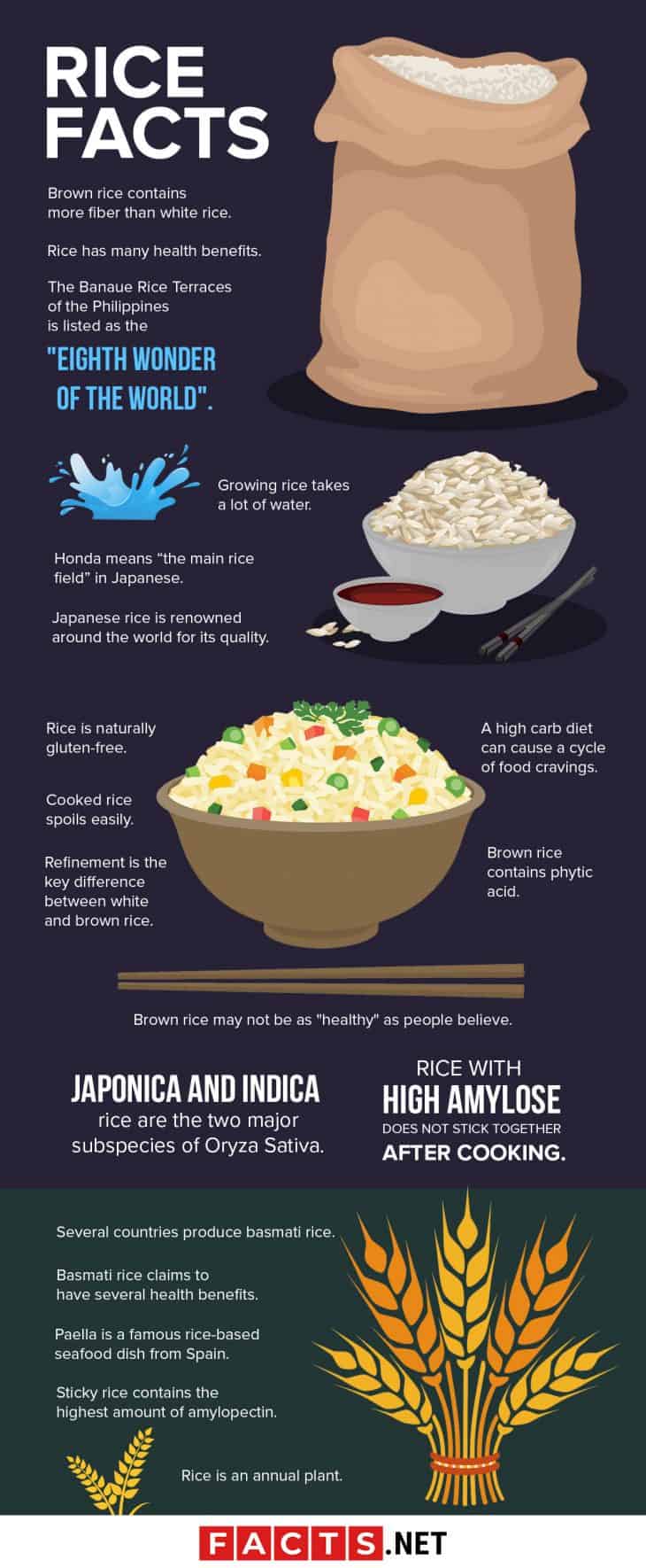 why rice is important in our life essay