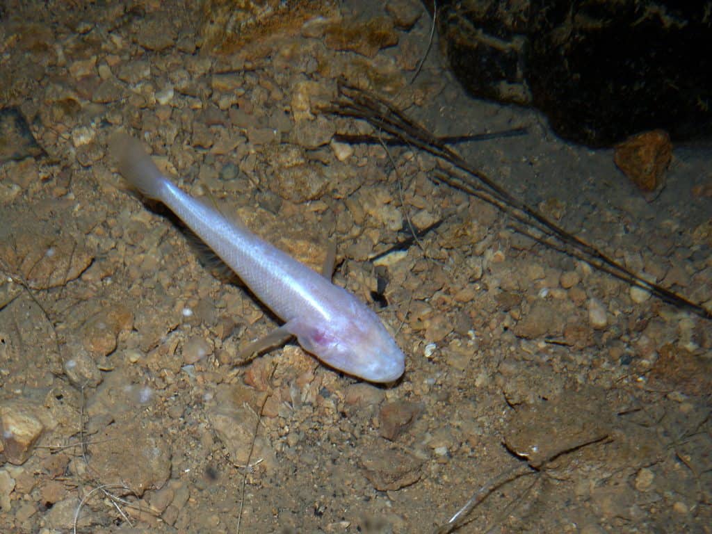 blind cavefish, cavefish facts