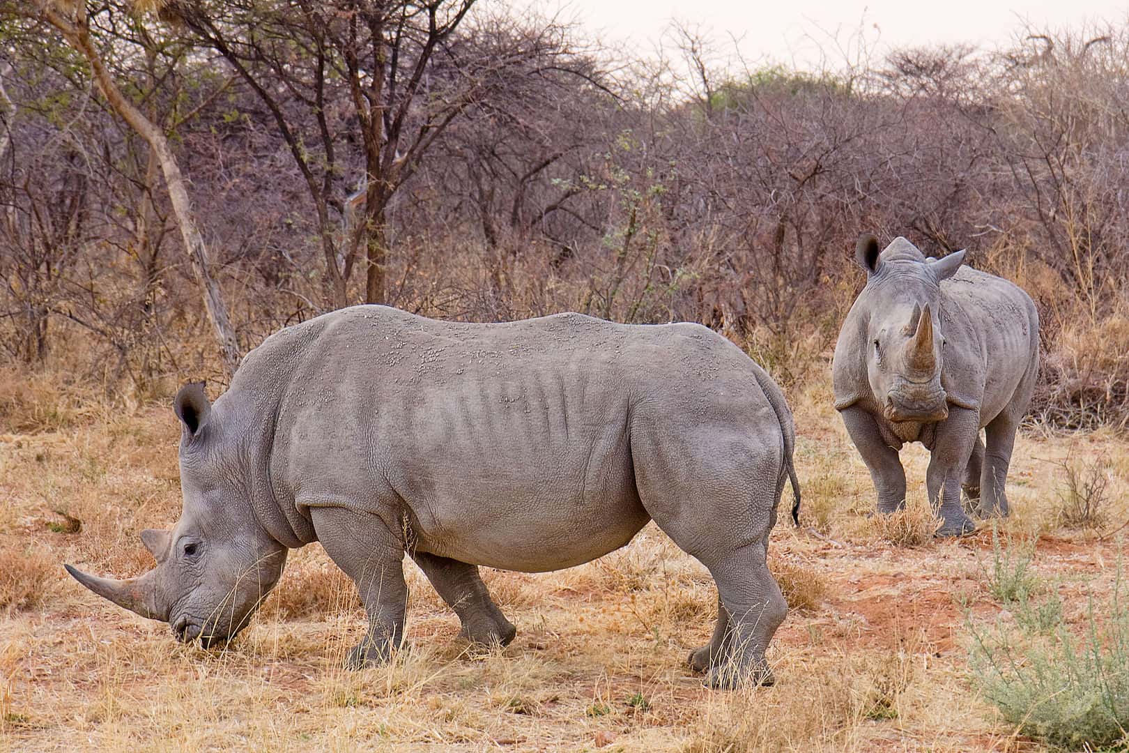 white rhino, rhino facts