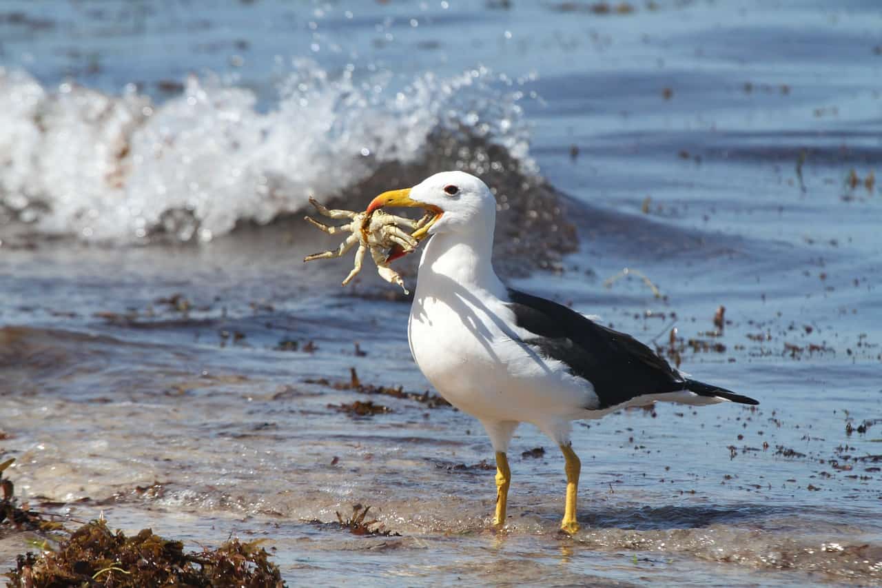 40 Albatross Facts About The Most Legendary Bird