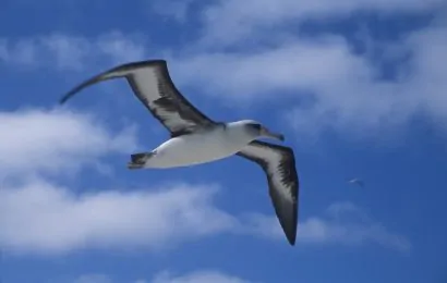 40 Albatross Facts About The Most Legendary Bird
