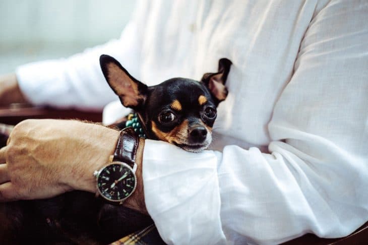 chihuahua facts, arm, watch