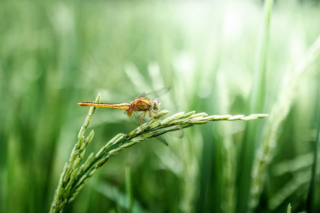 40-fascinating-dragonfly-facts-you-probably-never-expected