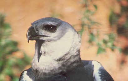 50 Harpy Eagle Facts About The Worlds Strongest Bird