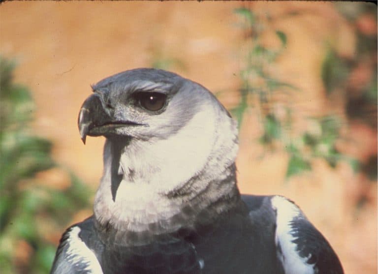 harpy eagle wingspan