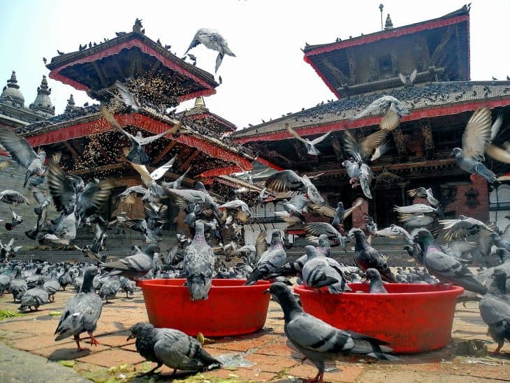 temple, kathmandu facts