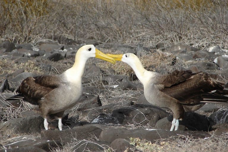 40 Albatross Facts About The Most Legendary Bird