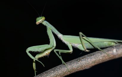 40 Surprising Praying Mantis Facts You Probably Didnt Know About