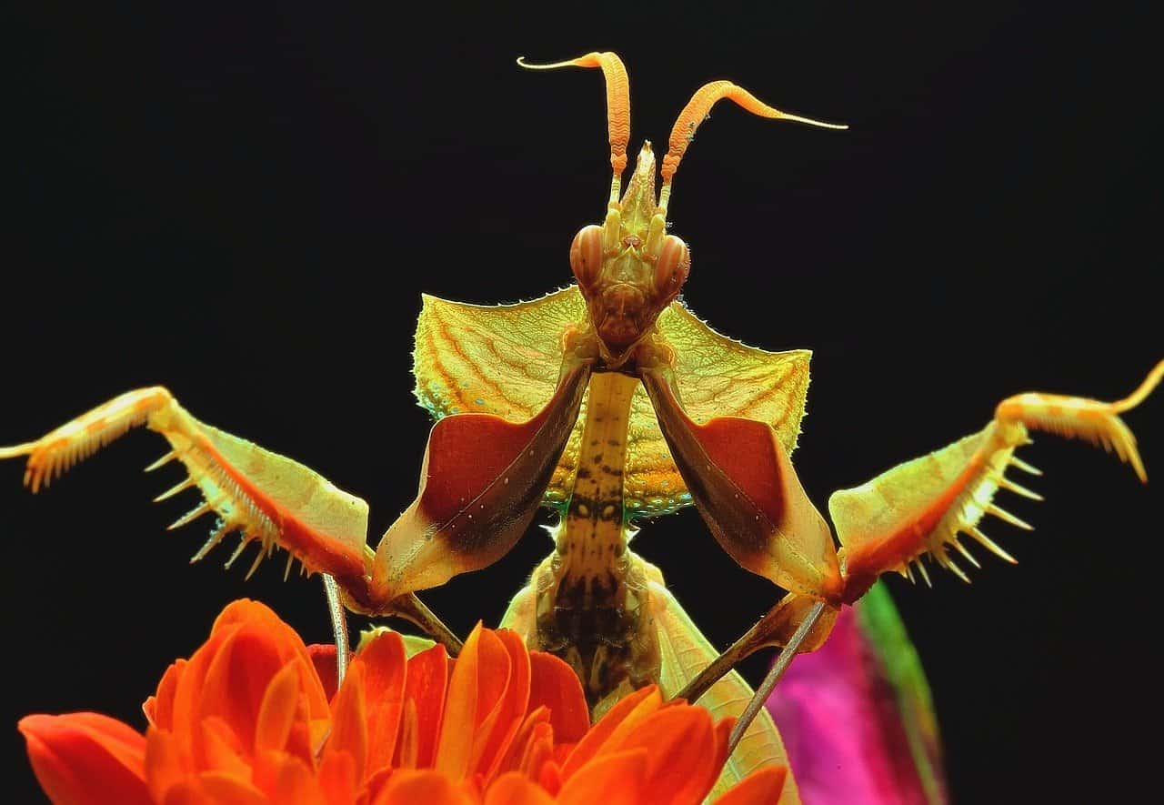 40 Surprising Praying Mantis Facts You Probably Didn T Know About   Praying Mantis Symbolism 