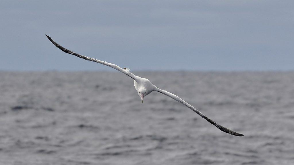 40 Albatross Facts About The Most Legendary Bird