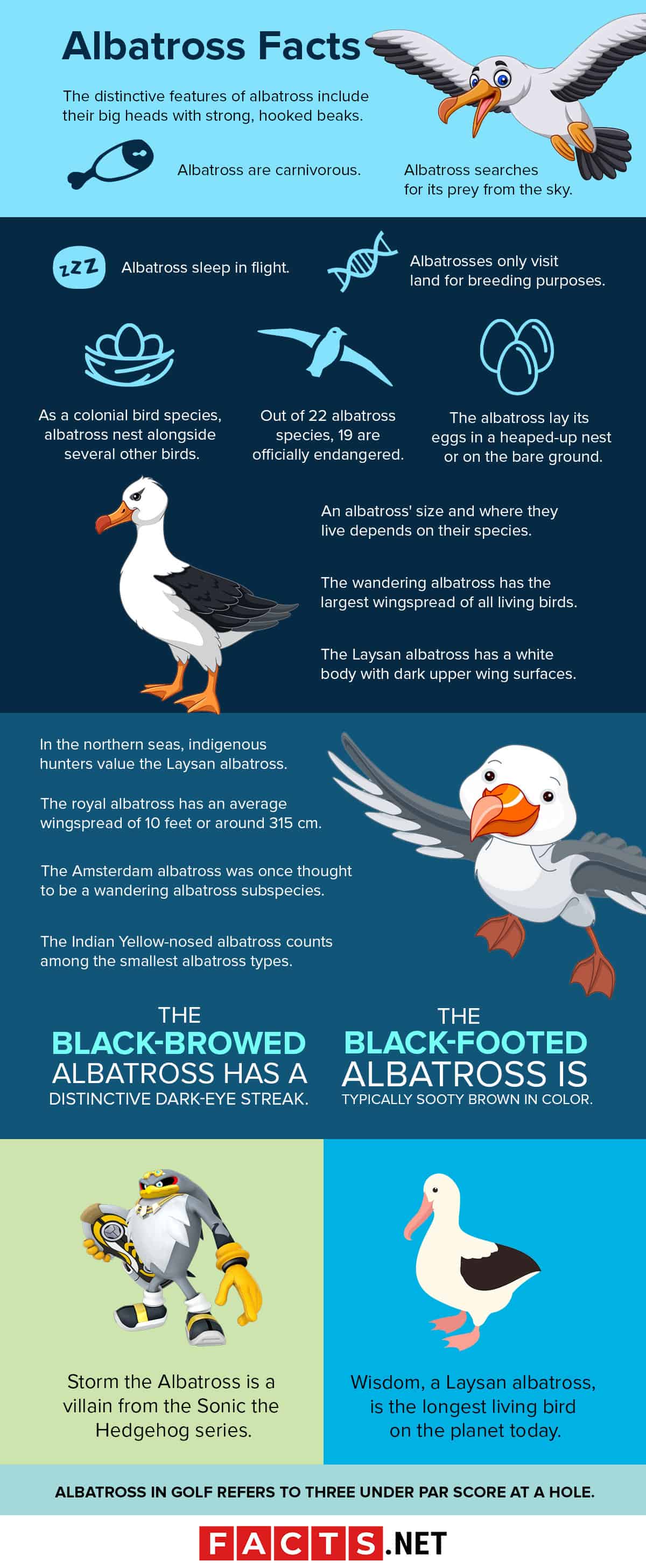 40 Albatross Facts About The Most Legendary Bird