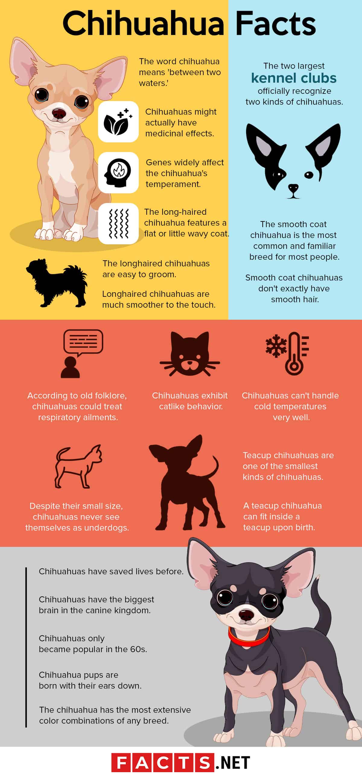 things about chihuahuas