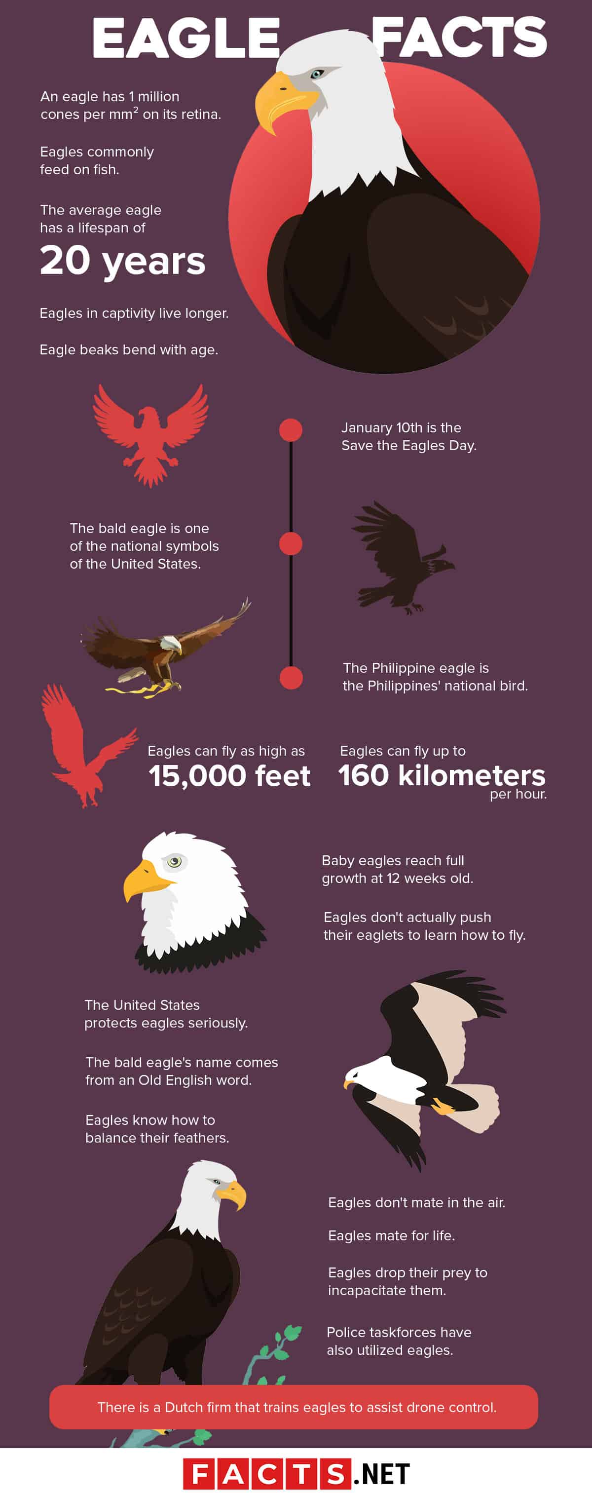 Bald eagle, facts and information