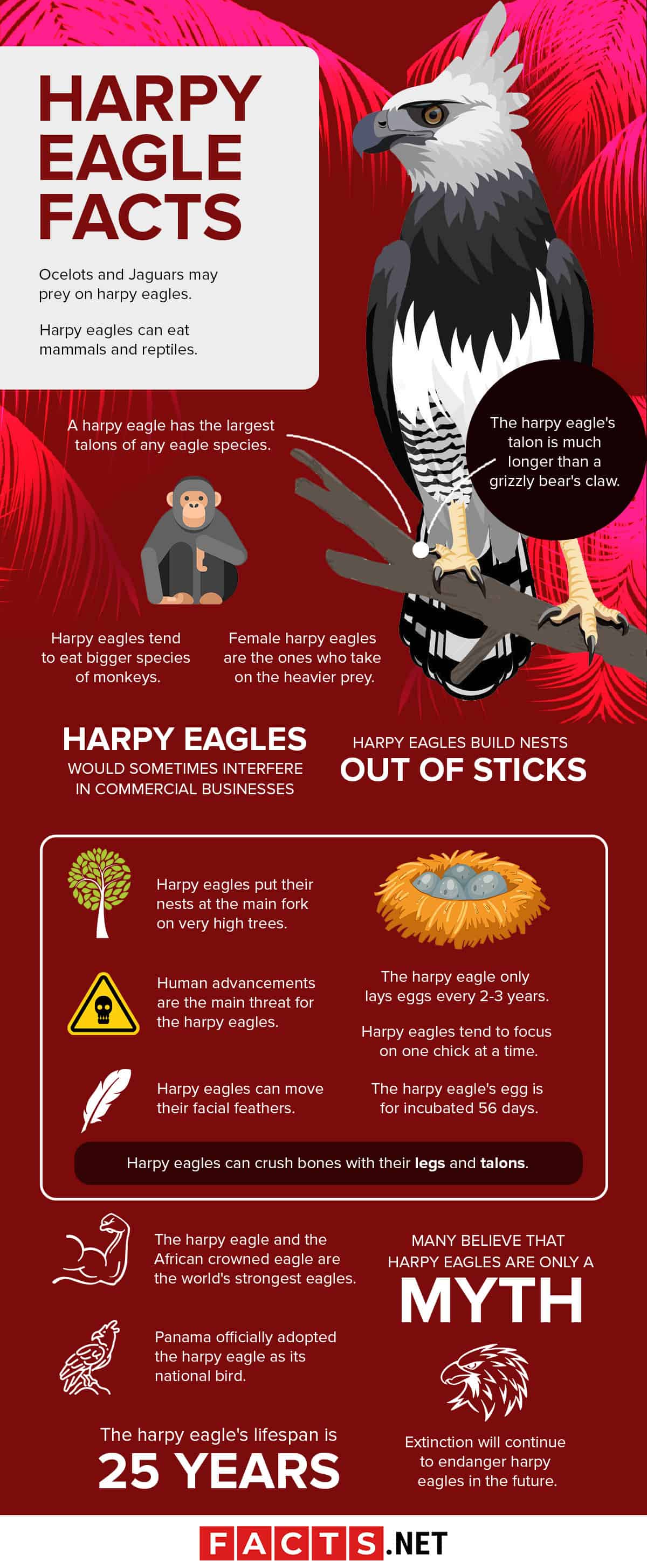 Size comparison -- Harpy Eagles are big!  Harpy eagle, Animal infographic,  Birds of prey