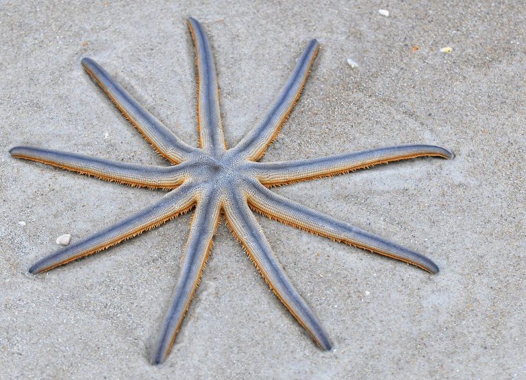 40 Quirky Starfish Facts That May Surprise You