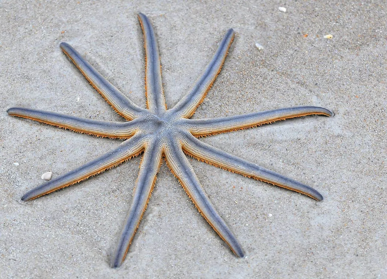 40 Quirky Starfish Facts That May Surprise You - Facts.net